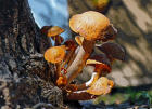 Fungi          ONATH, TX