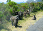 Baboon Family          Capetown